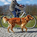 Trixie Vodítko na jogging alebo bicykel pre psa Kód výrobcu 2345