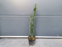 Cis pośredni Taxus × media 'Hatfieldi' Rodzaj rośliny cis