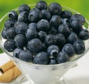 Голубика BLUECROP BEST FRUITS уже, рассада в горшке FRUIT