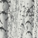Vinylová tapeta na vlies umývateľná čierno biela brezový les 3D efekt EAN (GTIN) 4051315563779