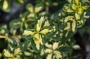 Euonymus fortunei 'Sunspot' | Trzmielina Fortune'a Rodzaj rośliny trzmieliny