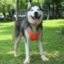 Szelki treningowe spacerowe dla psa ASTRO pomarańczowe rozmiar XL Rodzaj szelki spacerowe