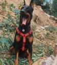 Postroj pre psa, vodotesnýе, červenýе, r. M Maximálny obvod krku 80 cm