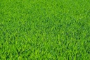 Удобрение Barenbrug ECO для травы, универсальное, длительного действия, 20 кг органическое.