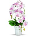 ИСКУССТВЕННЫЕ ОРХИДЕИ ОРХИДЕИ ИСКУССТВЕННЫЕ ЦВЕТЫ R045