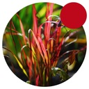 Императа цилиндрическая - КРАСНЫЙ БАРОН - Декоративная трава - Интенсивный цвет - Устойчивая