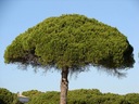 Borovica pínia Jednodomé ihličnaté drevo semená Štýl japonská záhrada moderná záhrada stredomorská záhrada
