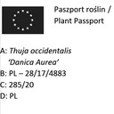 ТУЯ DANICA AUREA THUJA OCCIDENTALIS ПОСЕВ P9