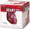 Пенная модель человеческого сердца. Обучающие ресурсы.