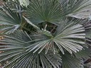 Mrazuvzdorná palma Wagnerov drhnutie do - 24 C vo vašej záhrade semená Hmotnosť 2 g