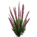 Букет из розового вереска