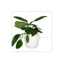 Настенная подвесная металлическая клумба Pilea+ белый