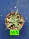 Aloe hybrid 5512p - PS1607S Kód výrobcu 1111