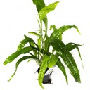 Microsorium pteropus (Корзина Ø 5,5 см)