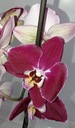 ФАЛЕНОПСИС орхидея 7
