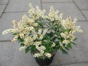 Pieris ' japonica' CUPIDO Rodzaj rośliny Inny