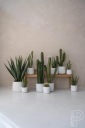 твердый искусственный CACTUS Saguaro 41 как живой TEXAS