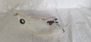 RENAULT SCENIC III RÉSERVOIR LAVE-GLACES 289100014Rphoto 9