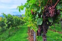 Виноград MIŃSK PINK крупный саженец EARLY NEW