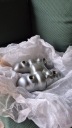 TRIIMPH BONNEVILLE T100 01-07 ЗАХИСТ ГОЛОВКИ КРИШКА ZAWOROW.  (1085016256) фото min 6
