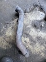 MUFFLER COLLECTOR YANMAR F165 3TN75-UN  photo 7