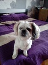 Shih Tzu Miniaturka Allegro