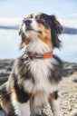 Собачий Спорт Non-Stop Dogwear Obroża