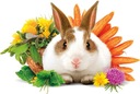 BRIT - Zvieratá Králik Dospelý komplet 3kg Druh zvieraťa králik