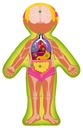 Woody Obojstranná skladačka ľudské telo dievčat EAN (GTIN) 8591864919253