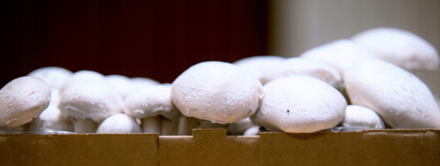 Dengiamasis durpių sluoksnis pievagrybiams 25 kg su durpių sluoksniu