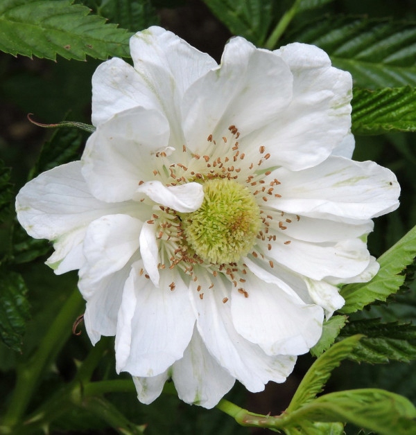 MALINOTRUSKAWKA - sadzonki w doniczkach