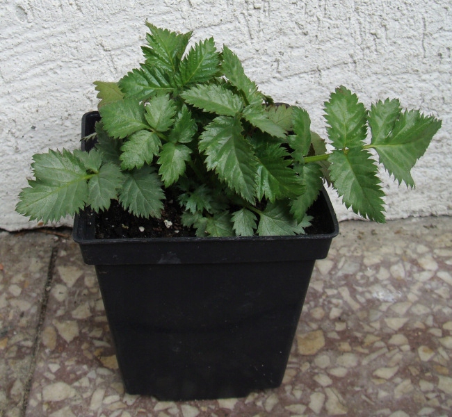 MALINOTRUSKAWKA - sadzonki w doniczkach