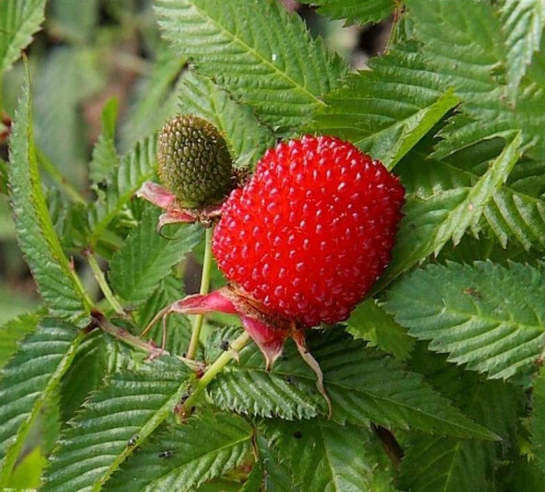 MALINOTRUSKAWKA - sadzonki w doniczkach