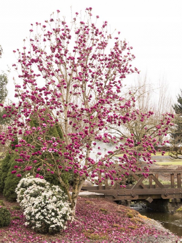 MAGNOLIA BLACK TULIP - sadzonki w doniczkach