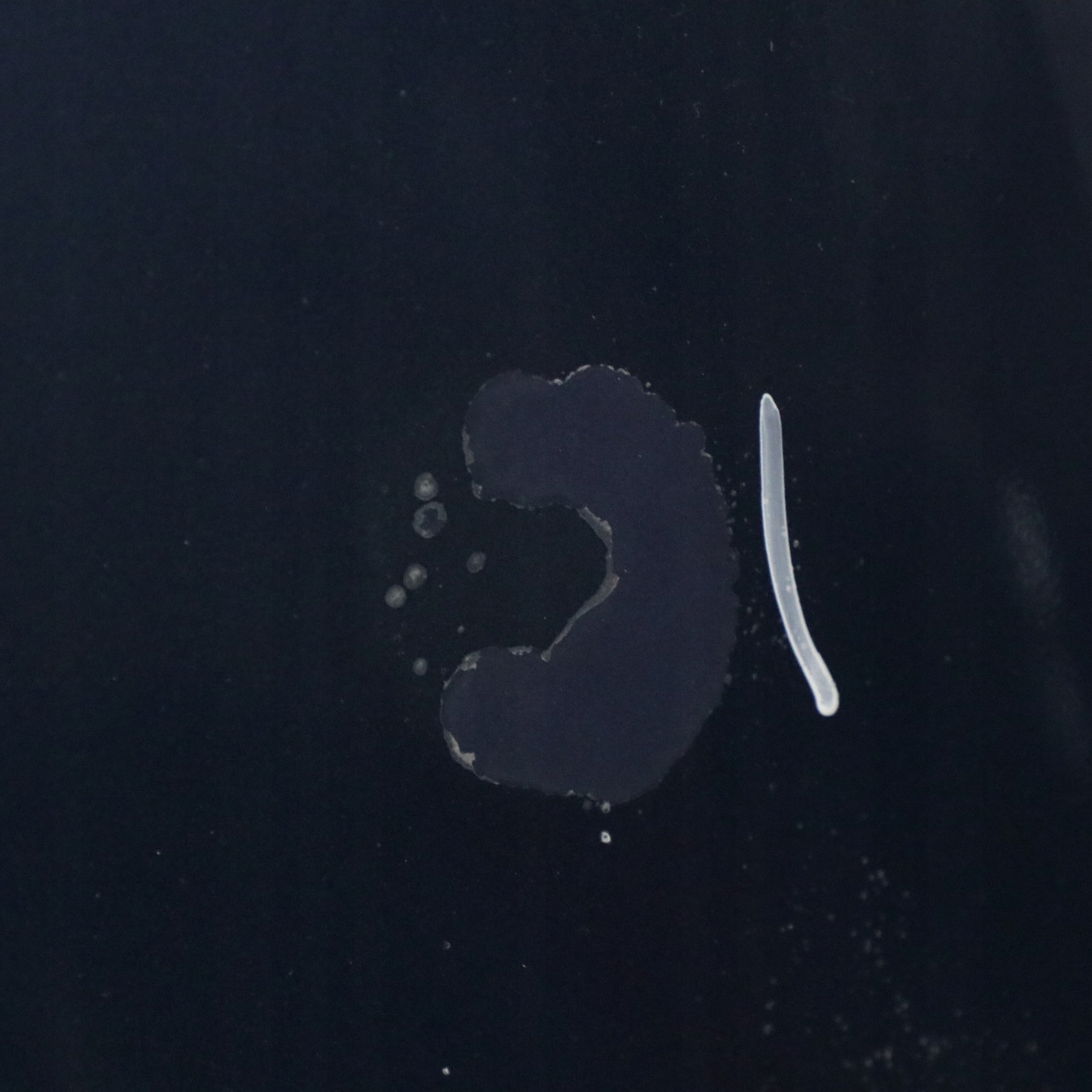 Motorhaube Audi A6 Bonnet 4F0823029F Hood - Thumbnail 11