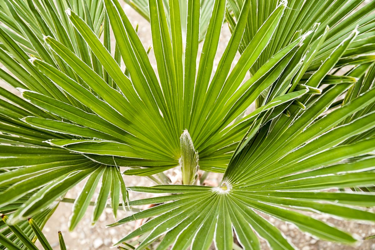 zbliżenie na wachlarzowate liście palmy mrozoodpornej Trachycarpus winsan x wagnerianus