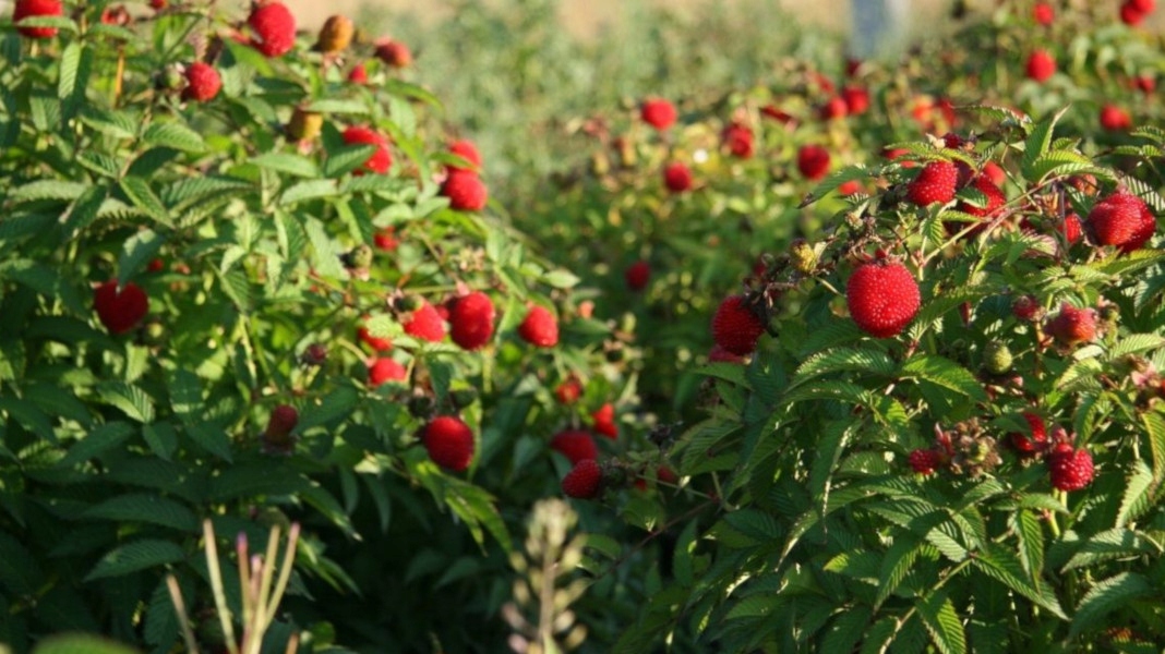 MALINOTRUSKAWKA - sadzonki w doniczkach