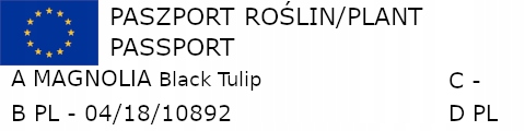 MAGNOLIA BLACK TULIP - sadzonki w doniczkach