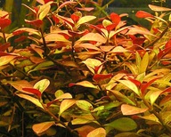 Ludwigia repens czerwona WYSYŁKA Białystok saxon4