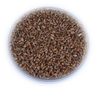 PŠENICA ŽLTÁ semená zrno 2,0 kg