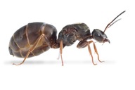 Mrówki Lasius niger z robotnicami 5-15 do formikarium Kraina Mrówek