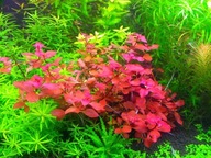 Roślina Ludwigia sp Mini red HODOWLA WODNA