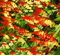 MINA (MINA LOBATA) HORIACE KVETY 17 SEMIEN