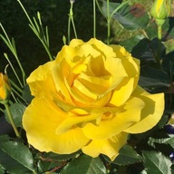 Róża rabatowa - Żółta MOCNO PACHNĄCA OBFICIE KWITNĄCA DONICZKA 4 LITRY