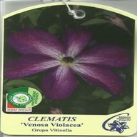 Clematis VENOSA VIOLACEA Skupina Viticella