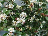 Irga "cotoneaster" DAMMERA MAJOR