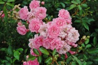 HARMAT 'THE FAIRY' TALAJTAKARÓ RÓZSA