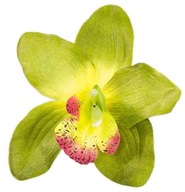 Storczyk cymbidium główka Kwiat Dk.Green