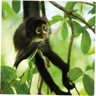 Karnet kwadrat z kopertą Spider Monkey