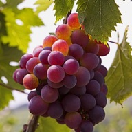 Winorośl winogrona Swenson Red